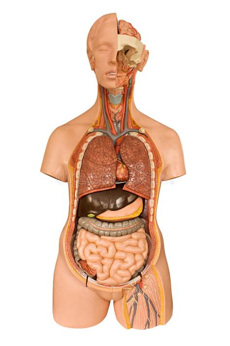Individual components were created to represent the skin, fat, muscle, and bone regions of the torso anatomy. Human anatomy model stock image. Image of anotomical ...