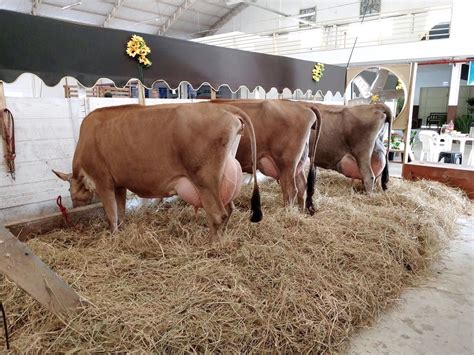 Jersey | Vacas lecheras, Vacas, Lecheras