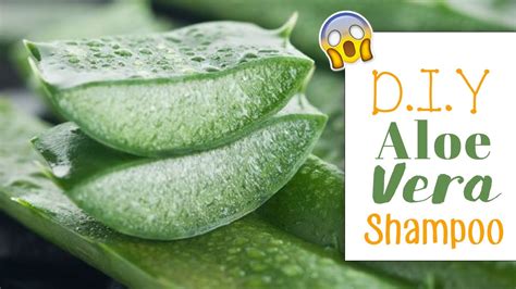 Diy green tea and aloe vera gel 4:14. D.I.Y NATURAL homemade Aloe Vera Shampoo (Hair Growth) - YouTube