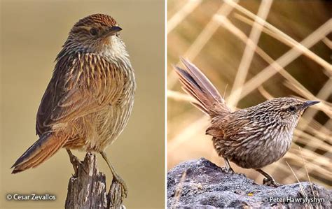 Its capital is the city of junín. Junín Canastero (Asthenes virgata) - Peru Aves