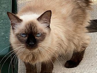 Check out our richmond va selection for the very best in unique or custom, handmade pieces from our wall décor shops. Richmond, VA - Ragdoll. Meet Precious a Pet for Adoption.