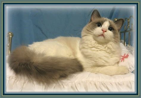 Find ragdoll in cats & kittens for rehoming | find cats and kittens locally for sale or adoption in ontario : Our Ragdoll Cats - Crescent Moon Ragdolls Cat Ragdoll ...
