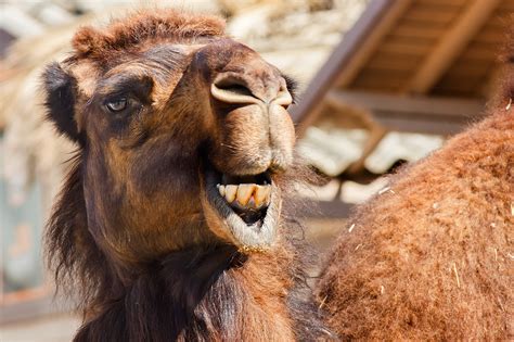 Their mouths are lined with what is referred to as papillae. The Bizarre Mating Practices of the Arabian Camel