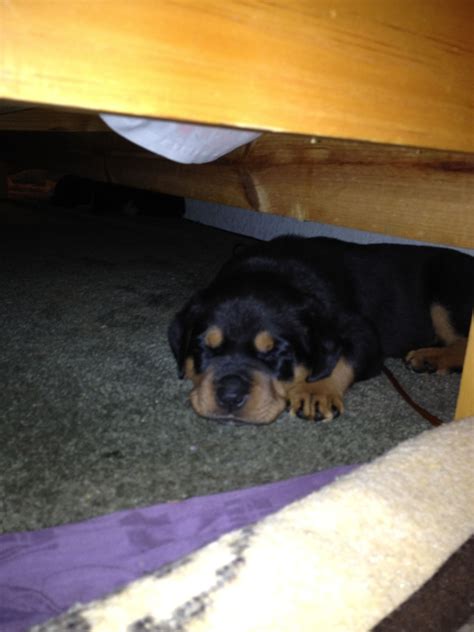 I am expecting a litter any day now. baby rottie | Rottie, Rottweiler, Puppies