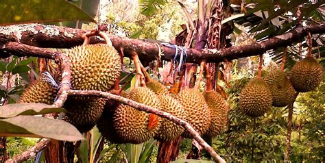 Musang king is the most sought after and expensive durian variety due to its appealing texture and flavour. Cara Berkebun Durian Musang King | Cara Berkebun