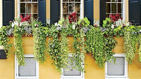 Here are a few of my favorite hanging plants that attract. Add Charm with Window Boxes | Fast growing vines, Amazing ...