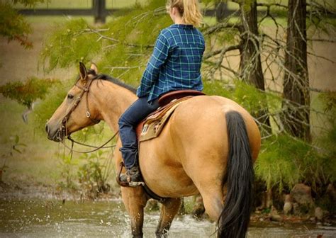 The quarter horse is truly an american breed. Buck | Horse of My Dreams