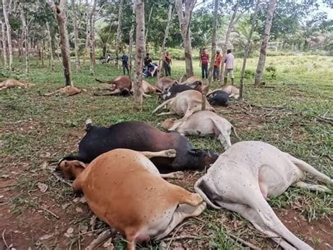 Apakah orang2 gak percaya jakarta. 23 lembu mati secara misteri - Kalau dipanah petir, kenapa ...