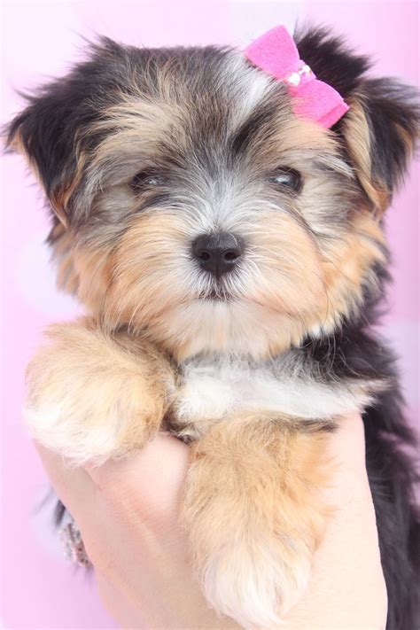 Morkie puppy sitting with a pair of shoes, with copy space. Mixed Designer Breed Puppies South Florida | Poodle puppy, Morkie puppies, Teacup puppies