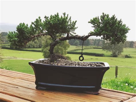 Bonsai chrysanthemums by ted king this relatively new form of bonsai art has attracted much interest from the bonsai hobbyist as well as the chrysanthemum fancier. Mums Juniperus Bonsai. (She made the swing from an old toy ...