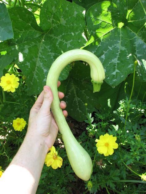 They breed rapidly, fly fromone yard to another, and can hang out in the soil even after you've pulled yourplants in disgust. How to Prevent Squash Vine Borer and Powdery Mildew on ...