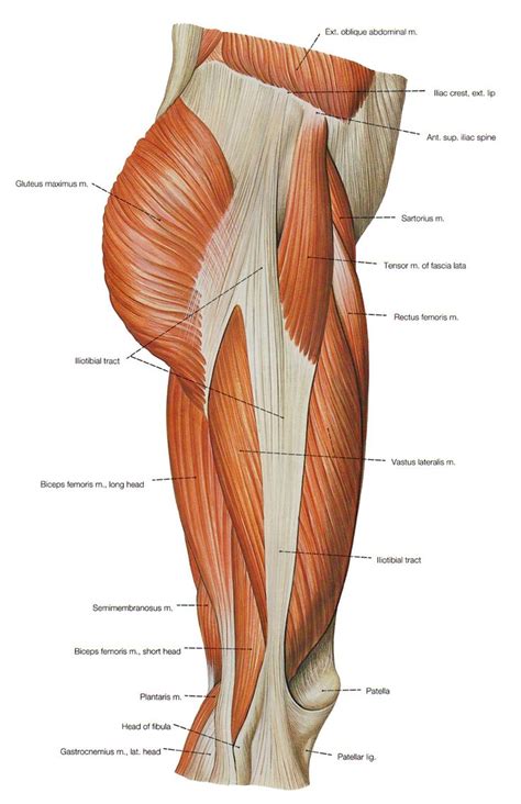 Yet conventionally the short head of the biceps femoris isn't incorporated in the hamstring group. 44 best MUSCLES AND ANATOMY images on Pinterest | Human ...