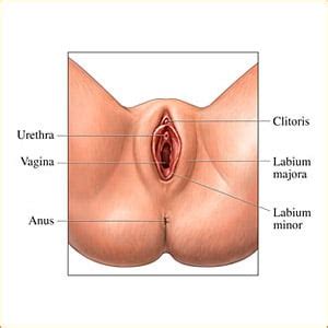 It's not cancerous and doesn't usually hurt, but your doctor should check to be sure. Vagina Anatomy - U By Kotex AU