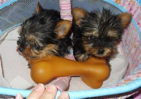 Yorkshire terrier litter of puppies for sale near indiana, warsaw, usa. TWO GORGEOUS YORKIE PUPPIES FOR ADOPTION FOR SALE ADOPTION ...