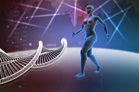 Groups of organ systems work together to make co. Woman Female Human Body With Dna Stock Illustration ...