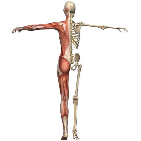 Anatomy of the muscular system. Female Back Muscle Anatomy Female torso muscles anatomy ...