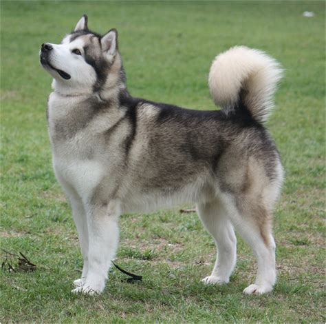 Discover more posts about alaskan husky. Alaskan husky — WeKu