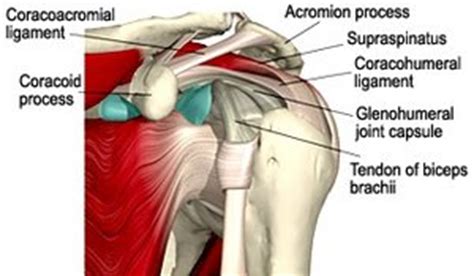 This mr arthrogram of the shoulder was performed on a normal male patient on a ge signa pioneer 3t mri by dr. Strengthening the Rotator Cuff