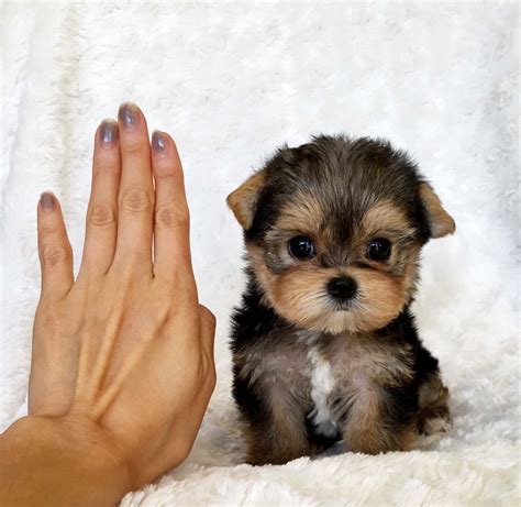 Report anything unusual such as vomiting, diarrhea if your puppies end up being adopted, you'll be saying goodbye to them in no time, an event that is often bittersweet. Teacup Yorkie Puppy For sale Lilly! | iHeartTeacups