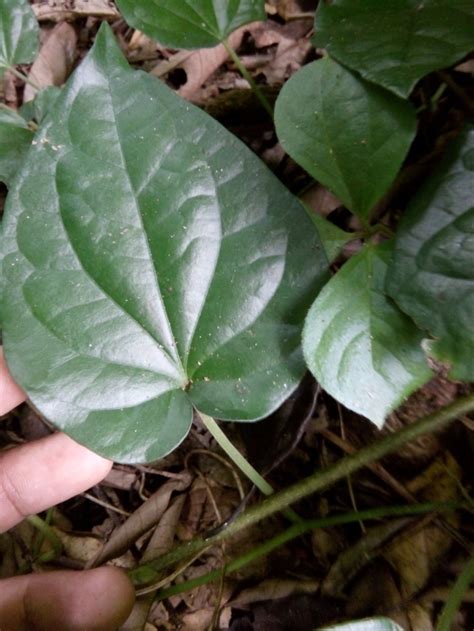 Manfaat daun ungu untuk kesehatan. Jual DAUN BUNGKUS PAPUA ASLI di lapak pemburu kutok