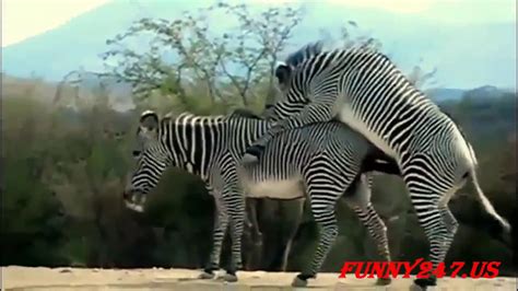 Elephant mating zebra mating horse mating animals breeding compilation. Horny Zebra Mating !! - YouTube