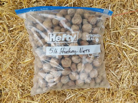 Would you like to get your hands on wholesale hickory trees for sale? 5 lb bag of shagbark hickory nuts - Hickory Nuts for Sale