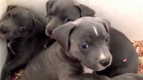 Despite their reputation thanks to humans, they are extremely loving, dorky, and. 6 week old blue nose pitbull puppies! - YouTube