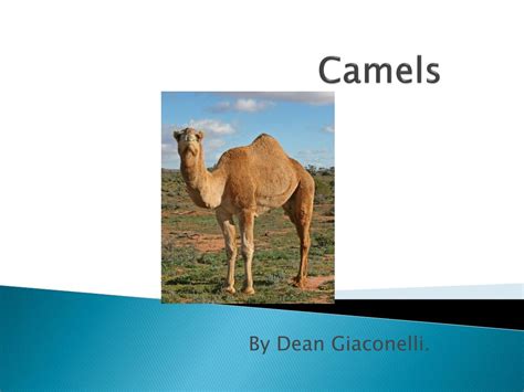 In canada, most packs sold have 25 cigarettes, but packs of 20 are also popular. PPT - Camels PowerPoint Presentation, free download - ID ...