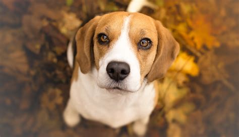 We did not find results for: Le chiot battu à mort par son détenteur avait été « acheté ...