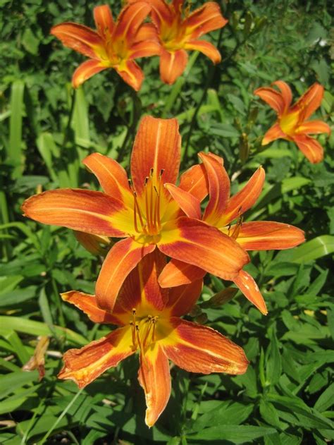 Maybe you would like to learn more about one of these? Orange daylilies | Day lilies, Toxic plants for cats ...