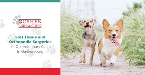 If you are able, donations are very. Veterinarians In Gaithersburg: About Surgery For Pets