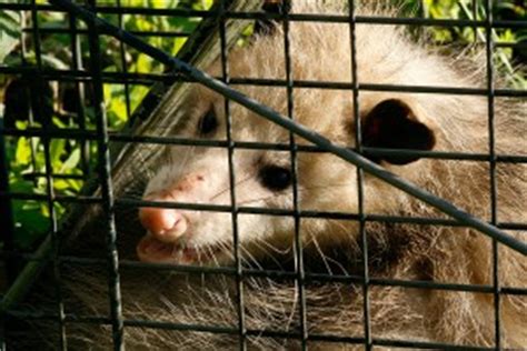 The game can be found in appondale as well as the sol arcade. Pest Control Santa Barbara : Live Animal Trapping Possums ...