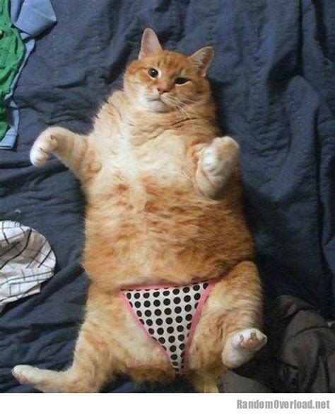It is similar to acne in humans and results from excess skin oil, which is referred to medically as keratosebaceous debris, in the rear area of the cat's body. 27 best images about Cat Pants on Pinterest | Jazz, Tights ...