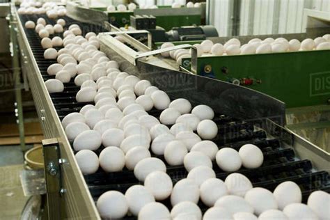 The white starts to form around the yolk in the magnum. Agriculture - Fertilized chicken eggs being sorted and ...