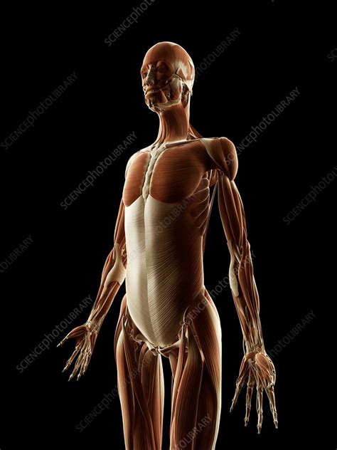 Muscles of the face and the name of each muscle, detailed bright anatomy isolated on a white background. Human muscular system, illustration - Stock Image - F010/9233 - Science Photo Library