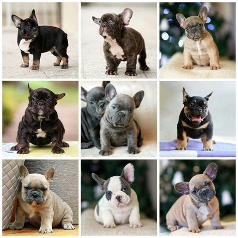 French bulldog breed comes in different coat color variations. French Bulldog Colors Chart | Colorpaints.co