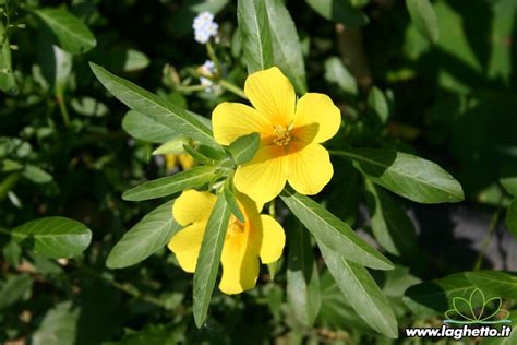 I fiori di amamelide sono molto particolari, in quanto hanno petali lineari, posizionati in maniera sparsa, a dare l'impressione di un fiore arruffato, di colore giallo, rosato o rosso porpora, molto profumato. Piante palustri - Ludwigia Palustris - Piante acquatiche ...