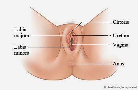 Start studying female private parts anatomy. The Body Blog: Below the Equator...