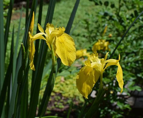 Iris dari asal katanya mempunyai sementara ini dulu sobat, sedikit gambaran tentang bunga iris yang disebut juga bunga pelangi. Gambar Bunga Iris Kuning - Gambar Bunga