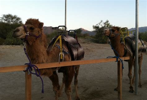 'i've been through the desert on a camel with no name.' my guide rejoinders with a (far more tuneful) rendition of a mongolian song. Things to Ponder: "Brew at the Zoo" Event at the Living Desert