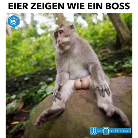 Nichtraucher app rauchen aufhören mit digitaler hilfe freewarede. Die Lustigsten Top 10 Affen Bilder regarding Lustige ...