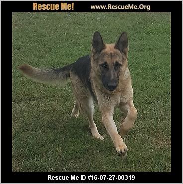 West german show line german shepherd dogs phone: North Carolina German Shepherd Rescue ― ADOPTIONS ...