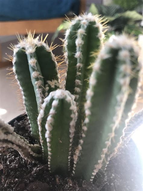 Cacti make wonderful houseplants and can thrive even if neglected on occasion. Ask a Question forum: White fuzz on cactus. - Garden.org