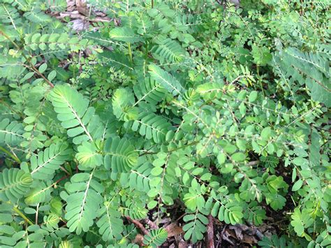 In texas, there are two main types of weeds: Weeds are Getting Ready For Spring 2016 | Gardening in the ...