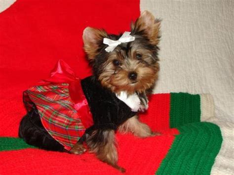 Your search yorkie dogs for adoption. Beautiful Yorkie Puppiesfor free adoption