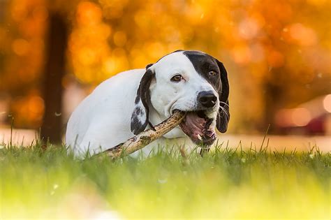 Best pet photography bay area. Pets • I Shoot Happy