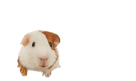 After purchasing the ferret their other expenses also high to. Small Pet Supplies for Rabbits, Ferrets & Others | PetSmart