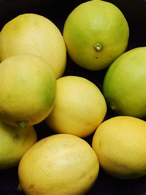 My small container grown key lime tree sets blooms continuously and there are limes of different maturity on it. North Florida Key Limes! | The Survival Gardener