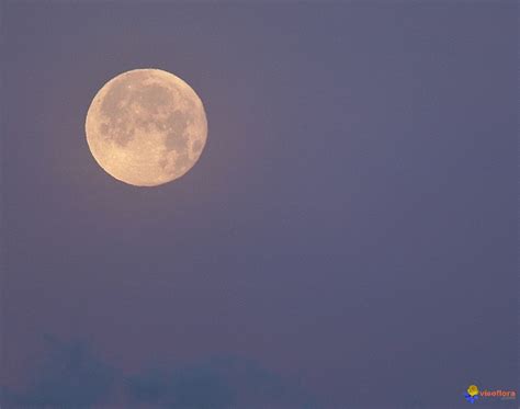Nora lune rose photo gallery: Photo : pleine lune