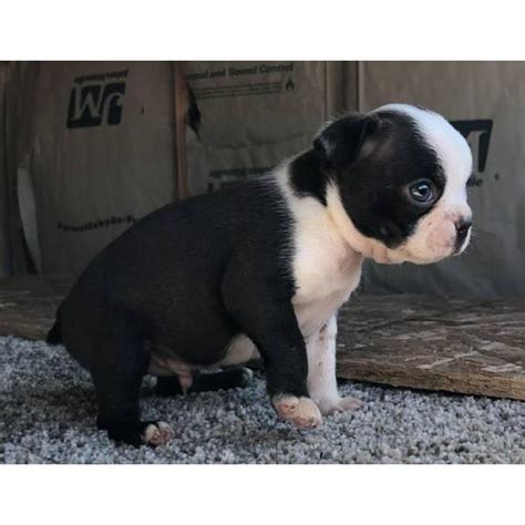 The boston terrier puppies should be vaccinated at least every six months for rabies and distemper. Male Boston terrier puppies for sale in San Francisco, California - Puppies for Sale Near Me